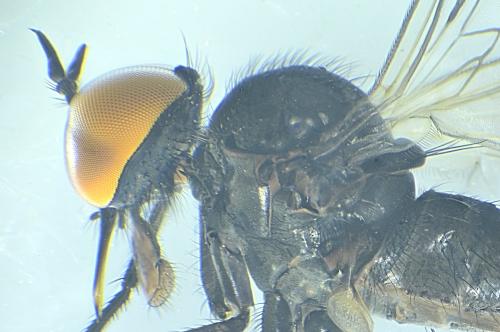 Rhamphomyia sp.